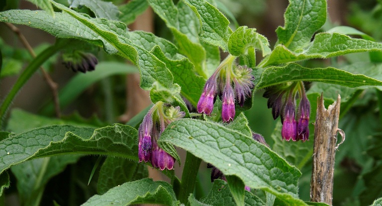 Comfrey officinale